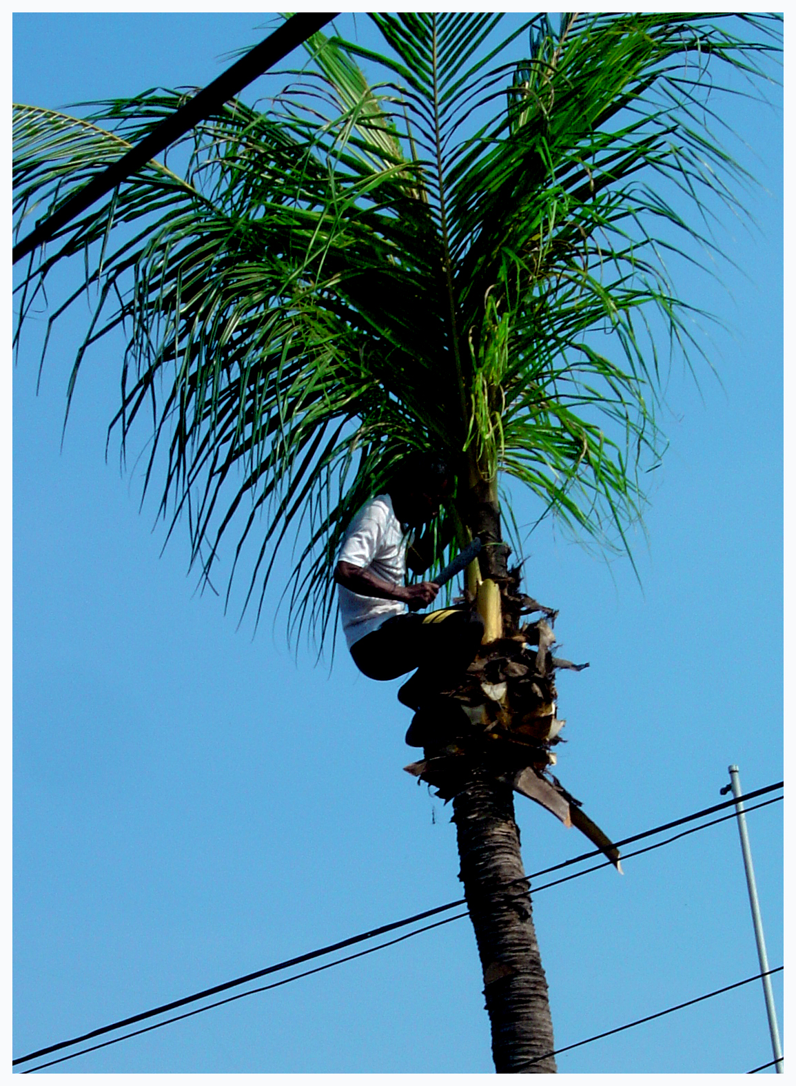 death of a coconut tree