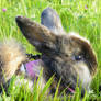 Bunny loves the grass