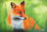 The Red Fox by LaurenYancey