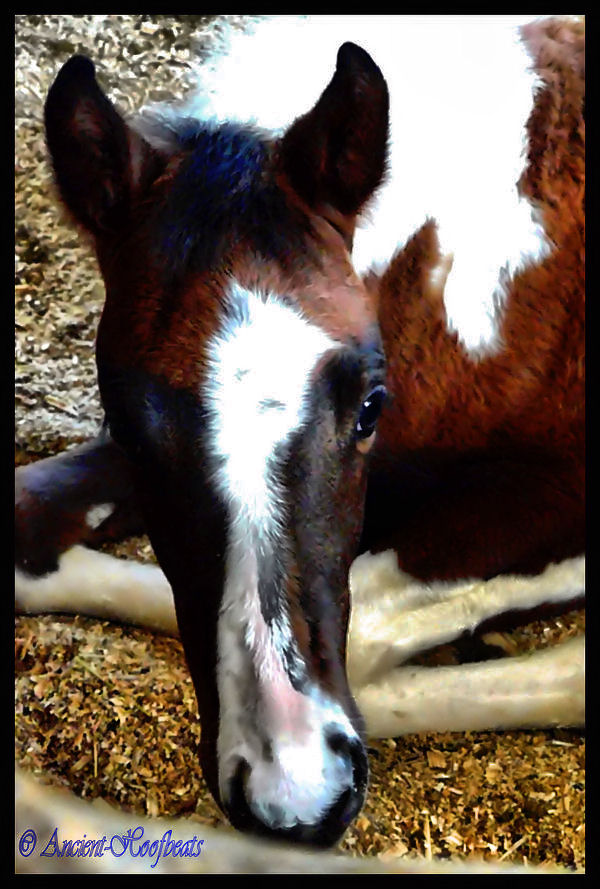 Baby Cherokee