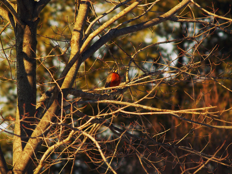 Mother Robin