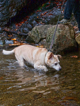 Learning to Love the Water