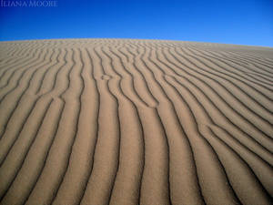 Veined Dune