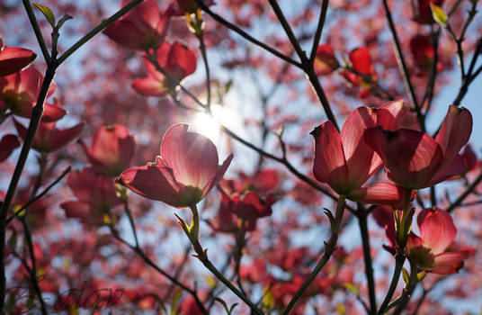 A spring day