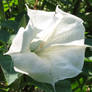 moonflower