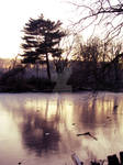 reflection on ice by JennColtrane