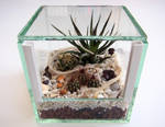 Terrarium with exuviae by Isisnofret
