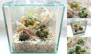 mini-terrarium with exuviae 2 by Isisnofret