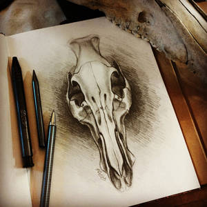 Skull study