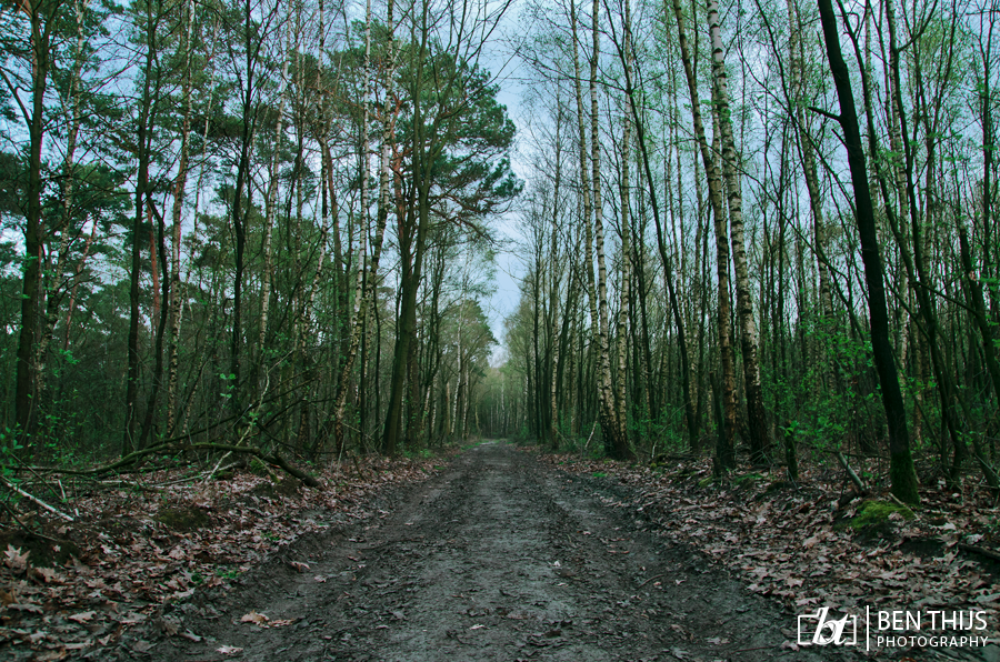 Forest path by BenThijs