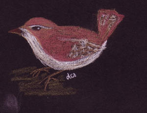 Wren