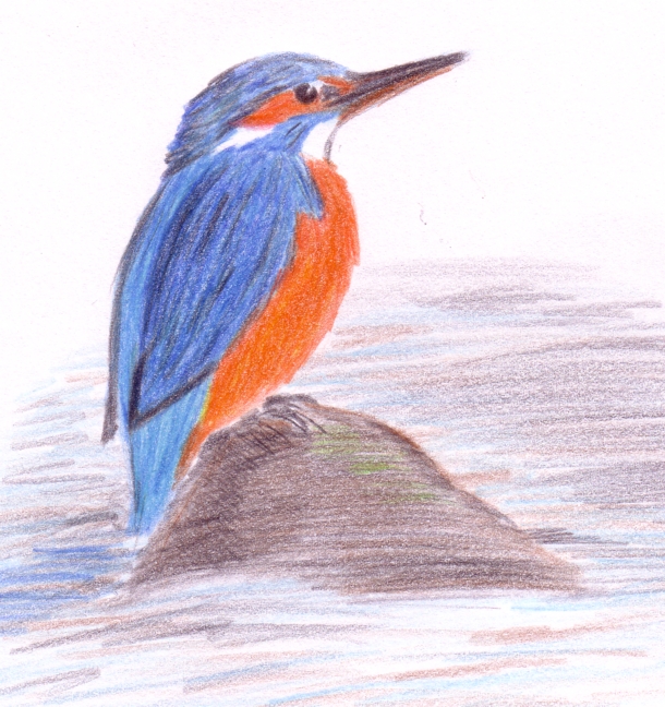 European Kingfisher