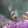 Butterfly Close Up