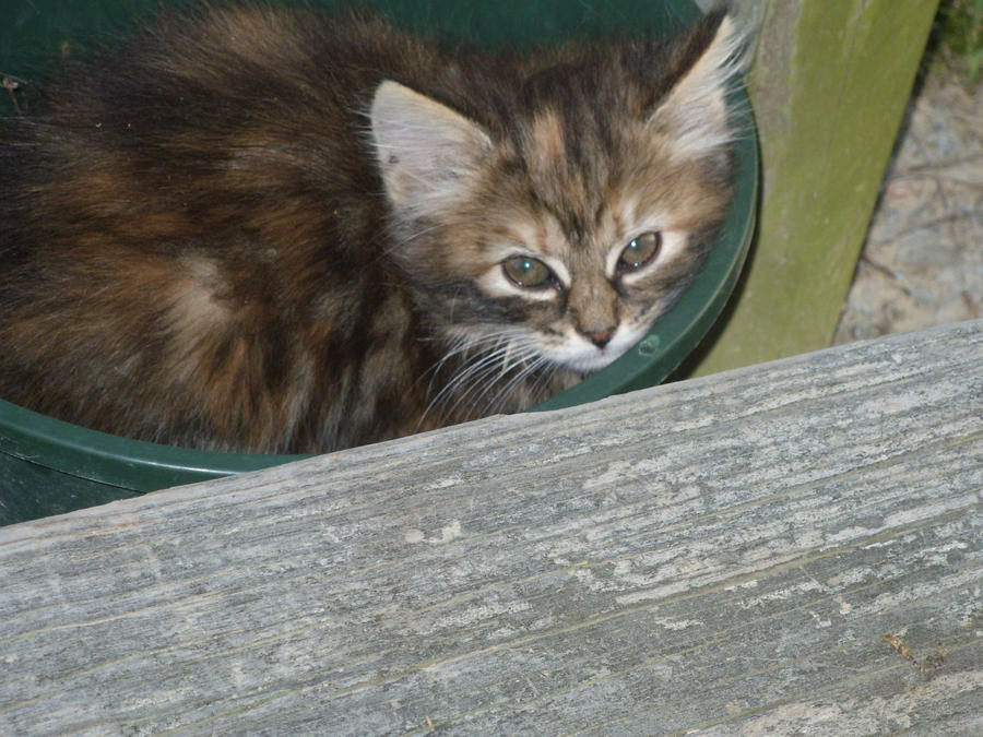 a cat in my pot?