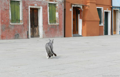 Cats of Italy - Burano