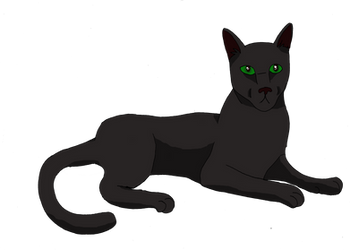 Hollyleaf