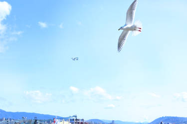 Flying in Blue Skies