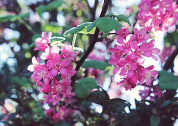 Blossom .4