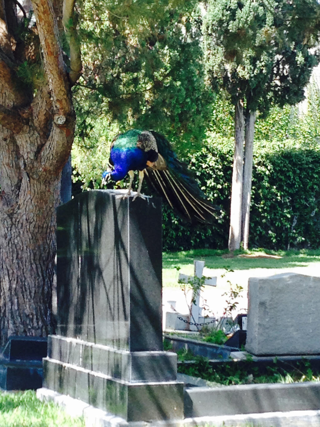 Hollywood Cemetery 4