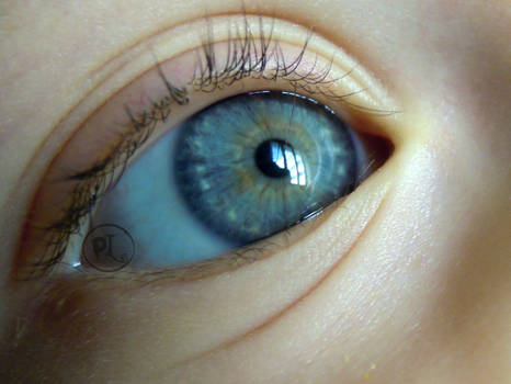 Baby blue eye