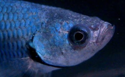 blue siamese fighting fish