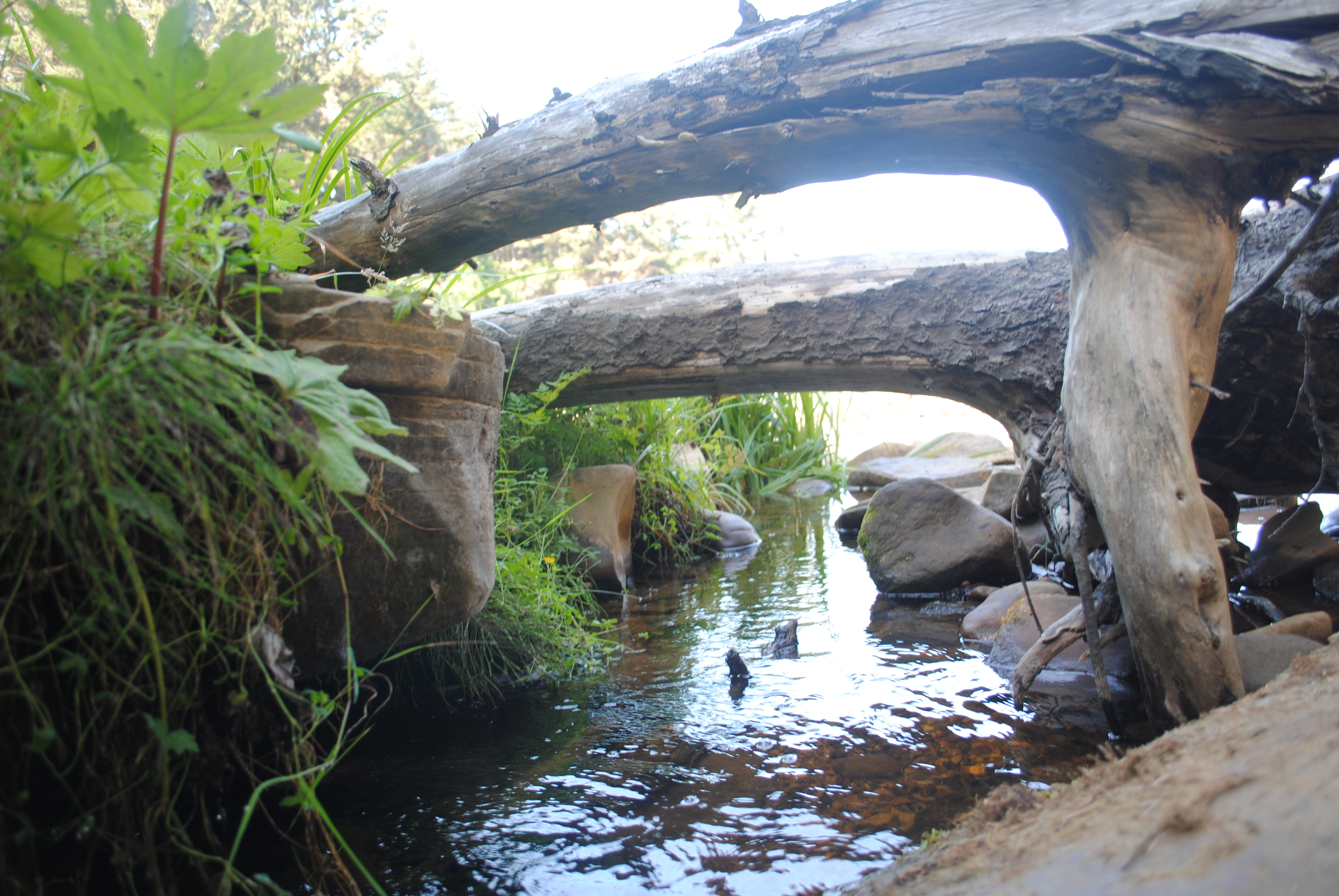 Driftwood Bridge