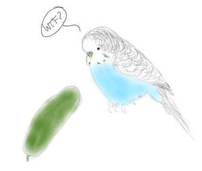 Budgie Pickle
