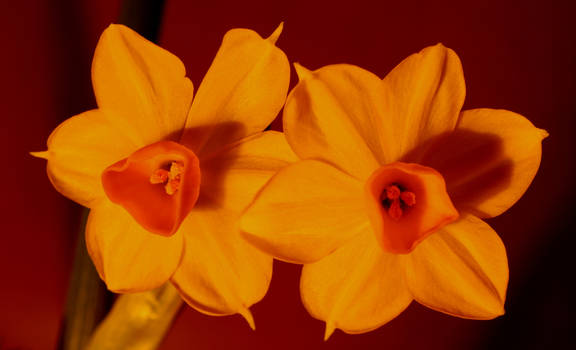 Narcissus Tazetta reddish