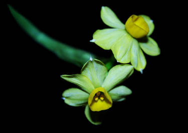 Narcissus Tazetta greenish