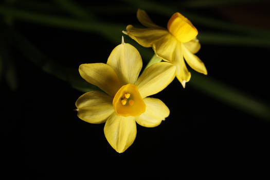 Narcissus Tazetta dark