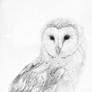 Barn Owl (Tyto Alba) 