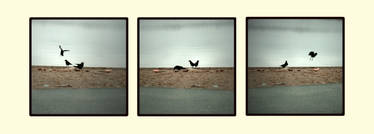 A Crow Storyboard