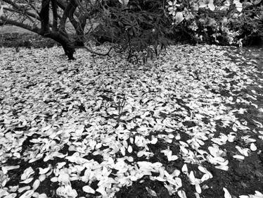 Spring in NS No 02