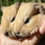 guinea pigs