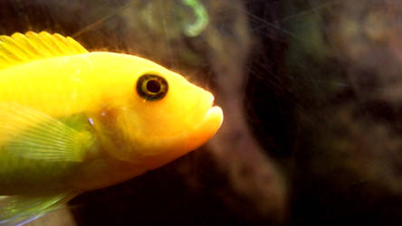 yellow glowing fish