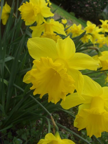 Daffodils