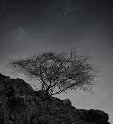 Lonely Tree