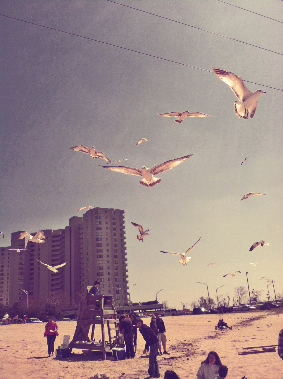 Bay Gulls