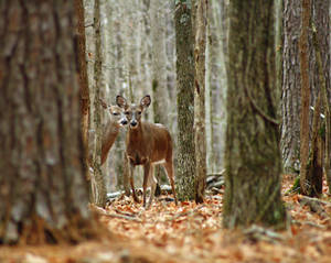 Whitetail Deer