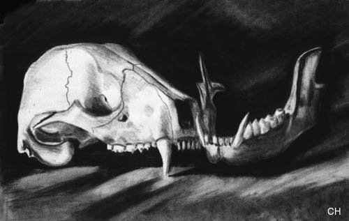 Animal Skull