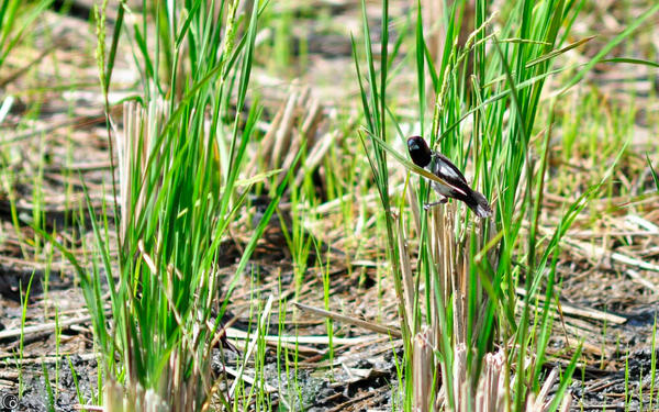 Hama Insekter hama bagi petani by giestation on DeviantArt