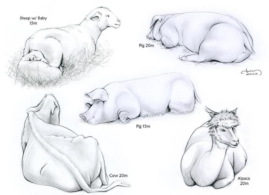 Farm Animals - Studies