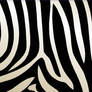 Zebra Texture