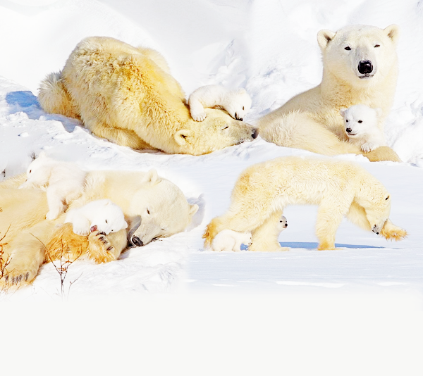 Polar Bears Blend-Layout