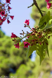 Flower in the sun