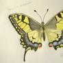 Papilio machaon