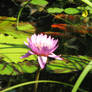 flower in the water garden