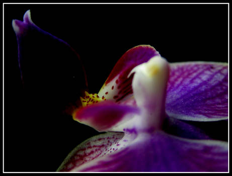 Orchid III