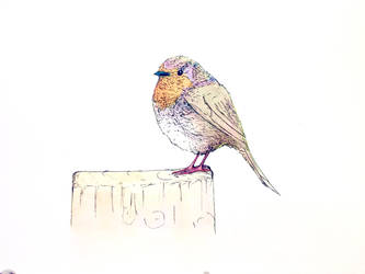 Loose watercolor Bird (Pen and ink)