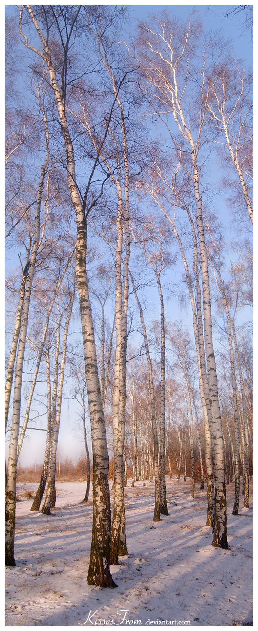 - Birch-tree Panorama -